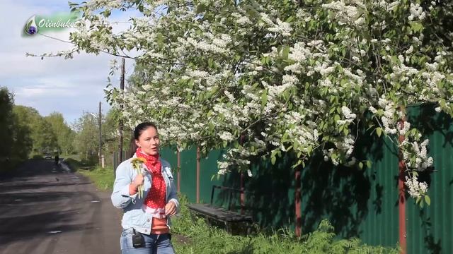 Природный Материал / Какой Природный Материал Собирать для композиций и Букетов Цветов / ФЛОРИСТИКА смотреть онлайн