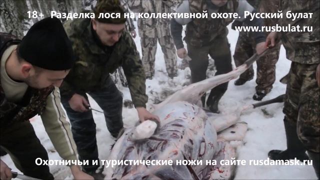 18+ Разделка лося на коллективной охоте. Русский булат. Отзывы о ножах. knife hunter смотреть онлайн