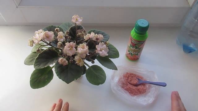 УДОБРЕНИЯ ДЛЯ ФИАЛОК/ КАК ДЕЛАЮ Я ДЛЯ ЛУЧШЕГО РЕЗУЛЬТАТА‼️ смотреть онлайн