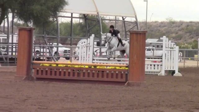 FOR SALE: Petunia 14 Year Old Welsh Cross Large Pony Mare