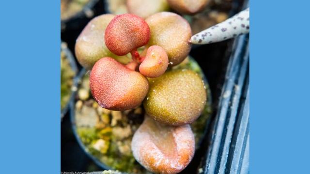 FujiFilm X-Pro 1- cactuses and succulents show смотреть онлайн