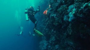 Дайвинг для новичков. Ошибки начинающих дайверов.