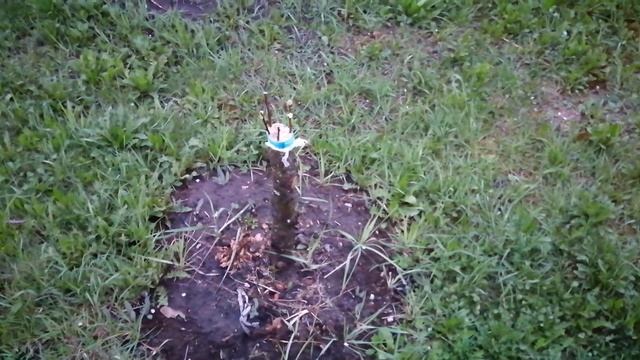 Прививка вишни и алычи на сливу (прошло 3 недели) смотреть онлайн