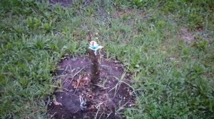 Прививка вишни и алычи на сливу (прошло 3 недели)