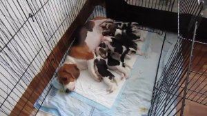 Кормление щенков бигля до 1 месяца. Питомник биглей в Саратове.