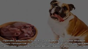 Можно ли кормить собаку сырым мясом или лучше вареным