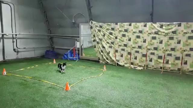 Чихуахуа Мона, обидиенс. Квадрат. смотреть онлайн