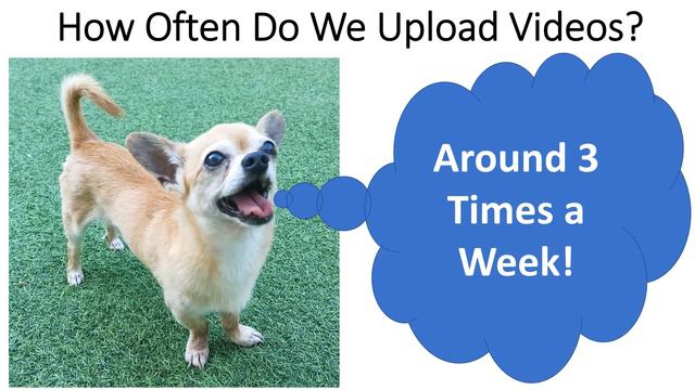 Funny Chihuahua Dino: Channel Trailer смотреть онлайн