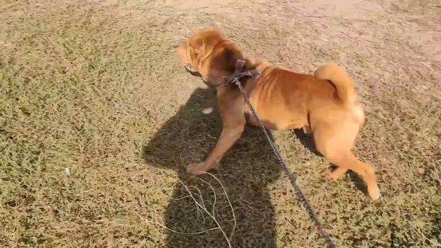 Учим щенков до года преодолевать полосу препятствий. Шарпей 2020 obstacle course for puppies смотреть онлайн