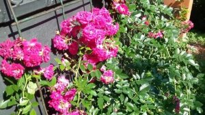 Плетистая Роза супер Эксцельза, Рамблер.