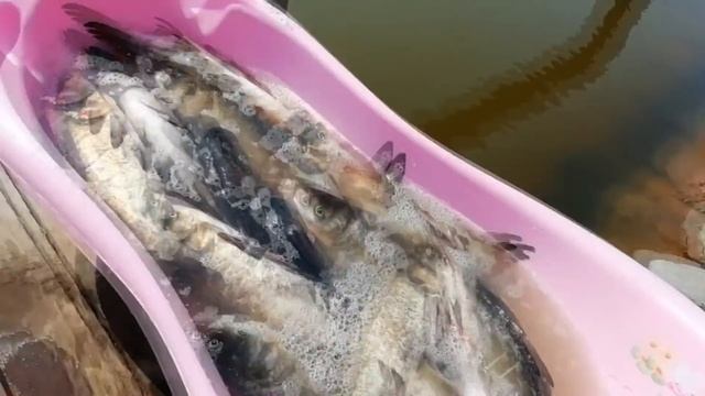 Мой пруд. Зарыбление пруда толстолобиком. Выращивание рыбы монстра в пруду на даче!разведение рыбы! смотреть онлайн