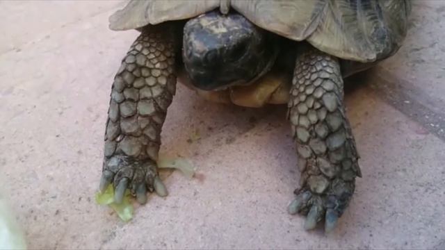 Кормим 20 летнию черепаху смотреть онлайн