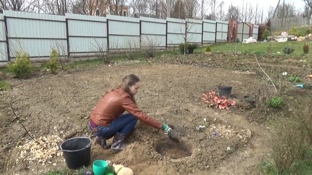 Посадка пионов в открытый грунт весной смотреть онлайн