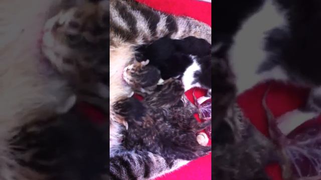 La course à la mamelle смотреть онлайн