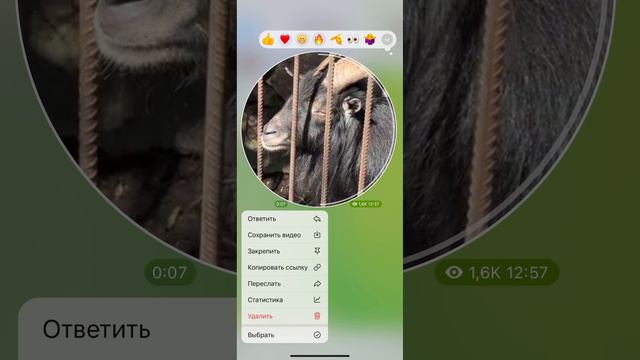 внимание: опасное животное смотреть онлайн