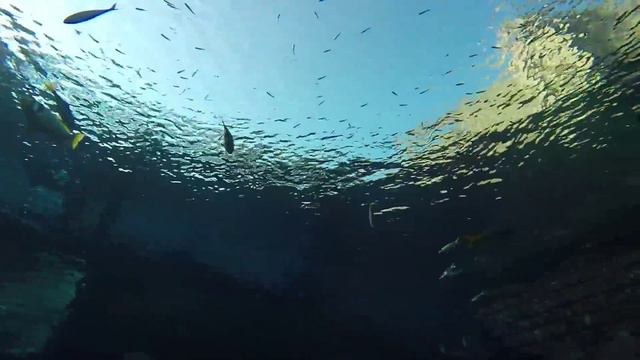 SHARK SAFARI @ AQUAVENTURE WATERPARK - ATLANTIS, THE PALM, DUBAI