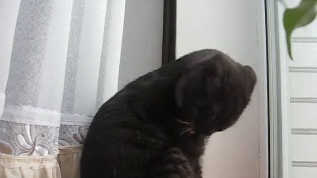 Кот рычит.wmv