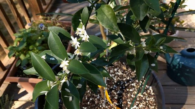 Meiwa Kumquat, Full Bloom смотреть онлайн