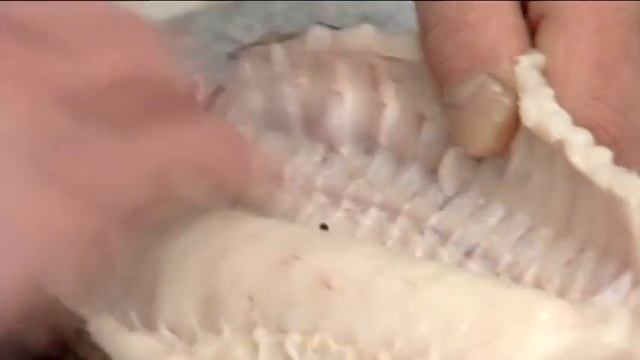 How to steak and fillet a Hake | 206 смотреть онлайн