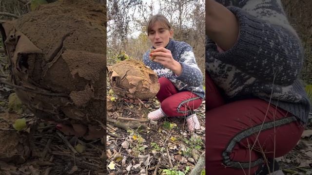 БЗДЮХА переспівша / Даша Євтух показала переспівший гриб який ще називають - дощовик. смотреть онлайн