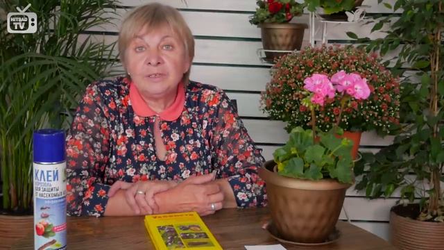 Белокрылка ➡ Вредители растений ➡ Как избавиться от белокрылки ? смотреть онлайн