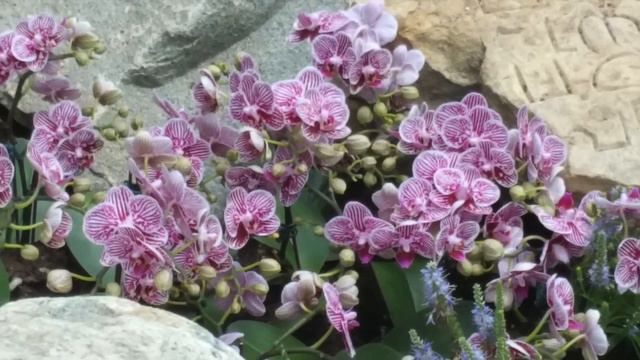 Relaxing Piano Music: "Heartstrings" by Shao Suan LOW смотреть онлайн