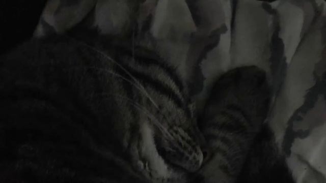 Кошка спит и храпит смотреть онлайн