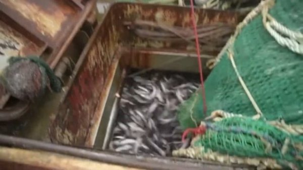 Coastal commercial pollock fishing. Прибрежный промысловый лов минтая в Приморском крае