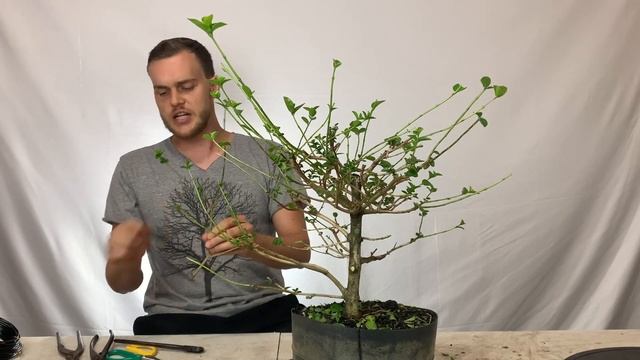 Premna Microphylla Bonsai styling | Auction 18 at The Bonsai Supply смотреть онлайн
