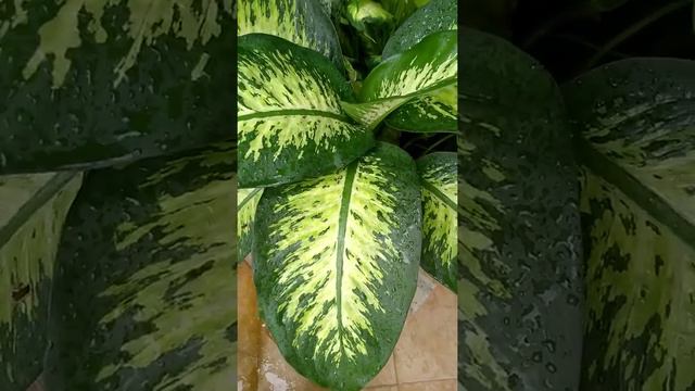 Դիֆենբախիա смотреть онлайн