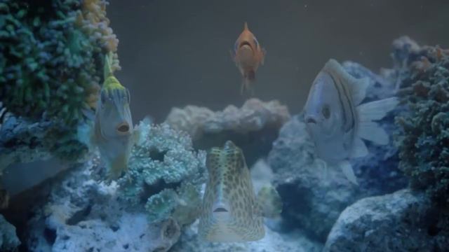 креативная реклама Trident Fresh зоомагазин смотреть онлайн