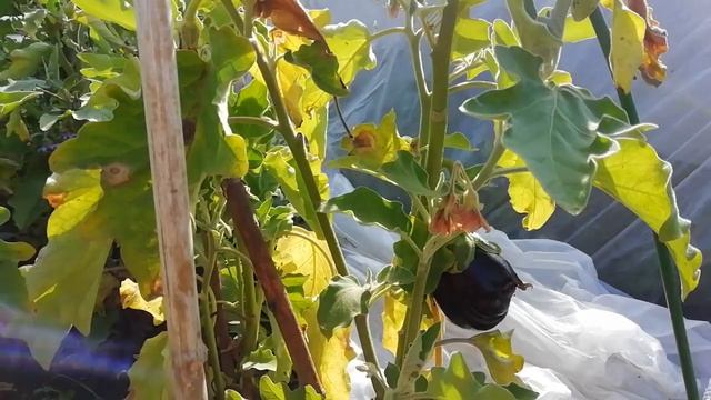 Ошибки выращивания баклажанов в средней полосе России смотреть онлайн