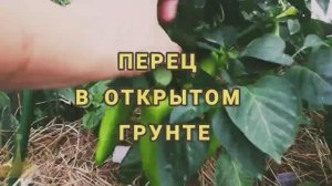 БОЛЬШОЙ УРОЖАЙ ПЕРЦА! Самый простой способ выращивания