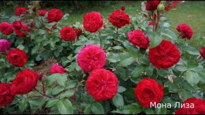 Краткий обзор розы  Мона Лиза (Флорибунда) - Mona Lisa (Meilland Франция, 2007)