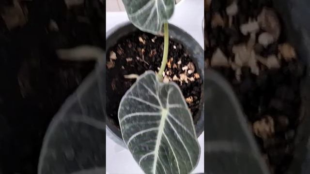 Alocasia Black Velvet #loveyen смотреть онлайн