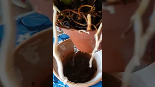 Онцидиум(Oncidium ). Всё о "лёгкой "орхиедее. смотреть онлайн