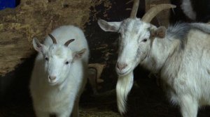 Чем опасен бруцеллез и как его избежать
