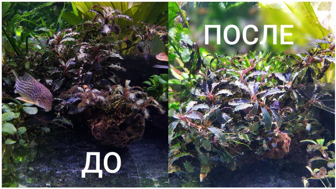 Черная Борода. Питательные Грунты. Рыбы Для Травников смотреть онлайн
