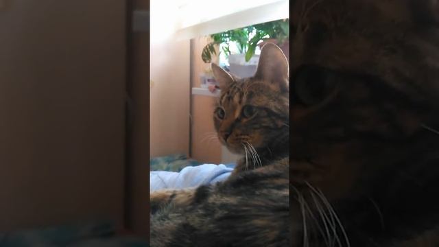 #adam #eva ⏮Videoclub▶Amour plastique⏭#tiktok #shorts.mp4