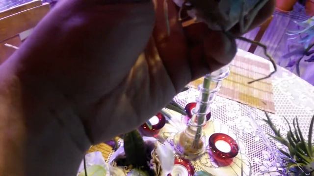 Посылка с Орхидеями от Швертера 😊. Как обычно надо сразу пересаживать смотреть онлайн