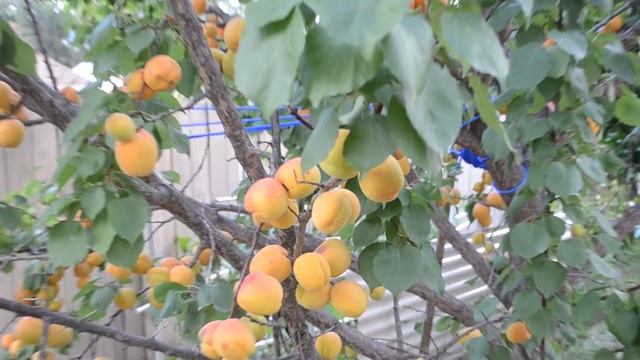 Чудо абрикосы Владимир Красный смотреть онлайн