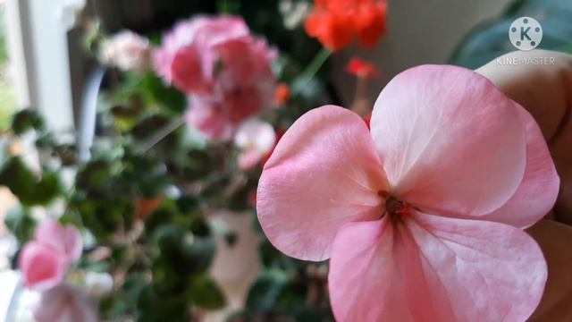 제라늄 육종 쉬워요! 도전 смотреть онлайн