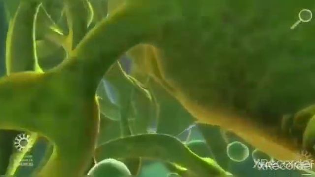 Өсімдік тіршілігіндегі фотосинтездің рөлі 5-сынып смотреть онлайн