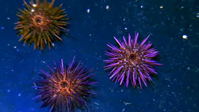 Erizo Echinometra (Acuicultura) смотреть онлайн