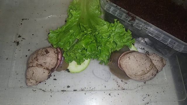 Мегасы порадовали кладкой)