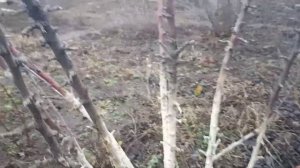 ??Осенняя обрезка колоновидных яблонь.Мой опыт.