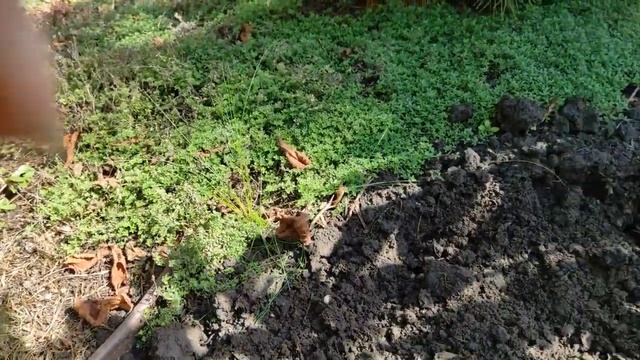 Еремурус (Eremurus) та його посадка смотреть онлайн