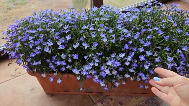 Вегетативная лобелия на 15 октября.  #деревня #лобелия #цветы