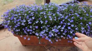 Вегетативная лобелия на 15 октября.  #деревня #лобелия #цветы