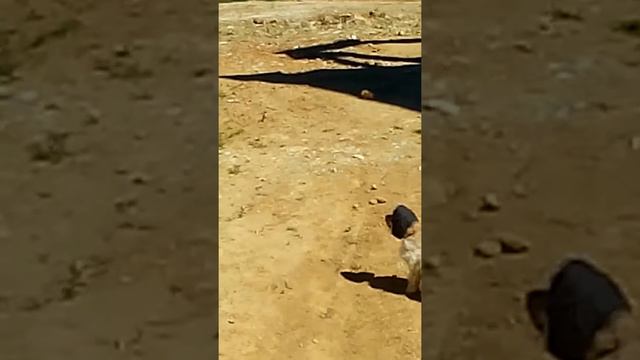 Кокер Спаниель Марта 5 мес.(1) смотреть онлайн